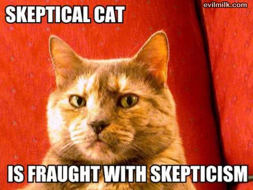 Skeptical Cat