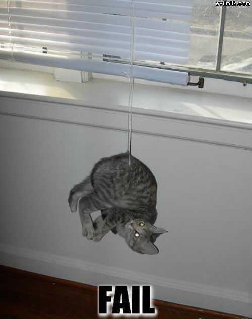 Slight Cat Fail