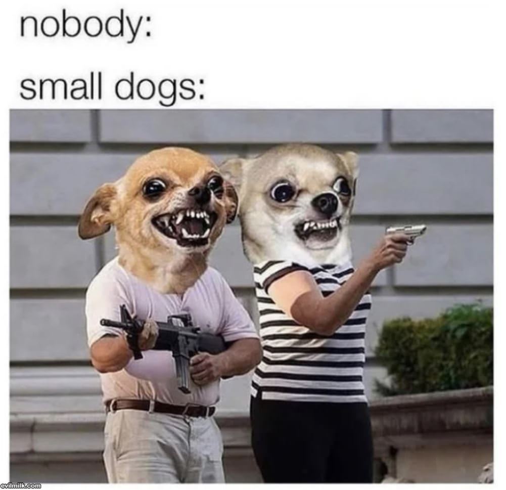 Small Dogs