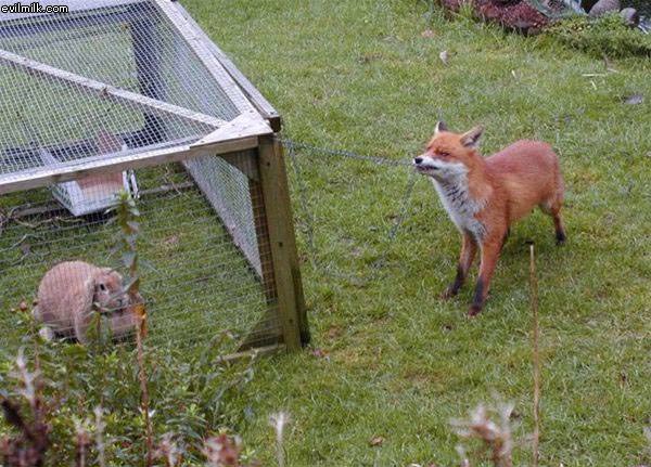 Smart Fox