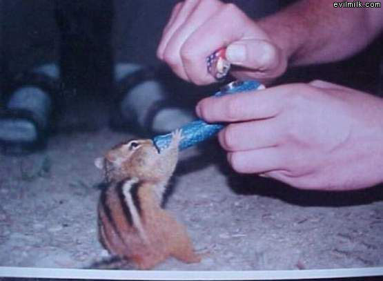 Smoking Chipmunk