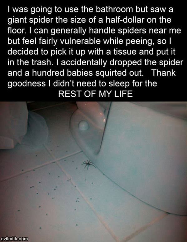 Spider Surprise