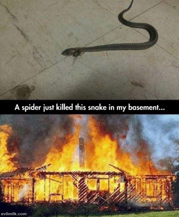 Spider Vs Snake