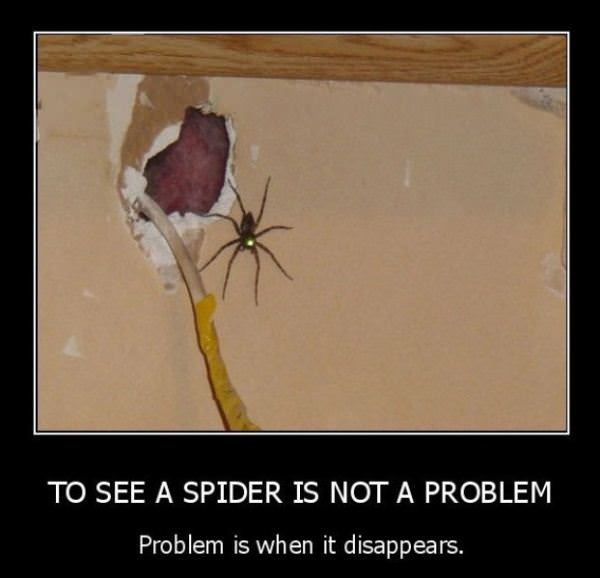 Spiders