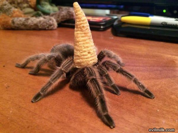 Spiders Picdump 2