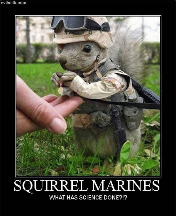 Squirrel Marines