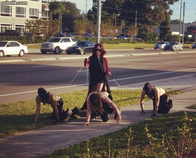 Taking Her Puppies For A Walk