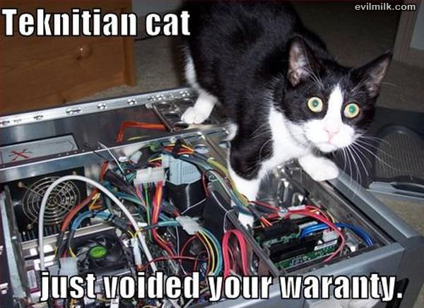 Tech Cat