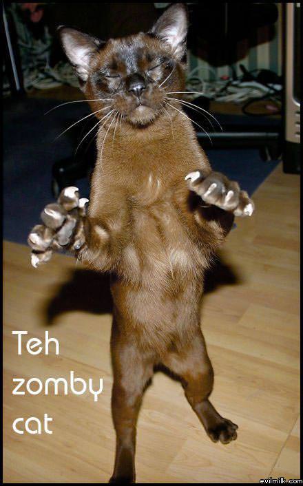 Teh Zomby Cat