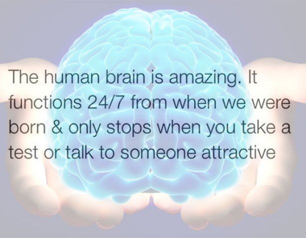 The Human Brain