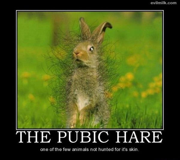 The Pubic Hare