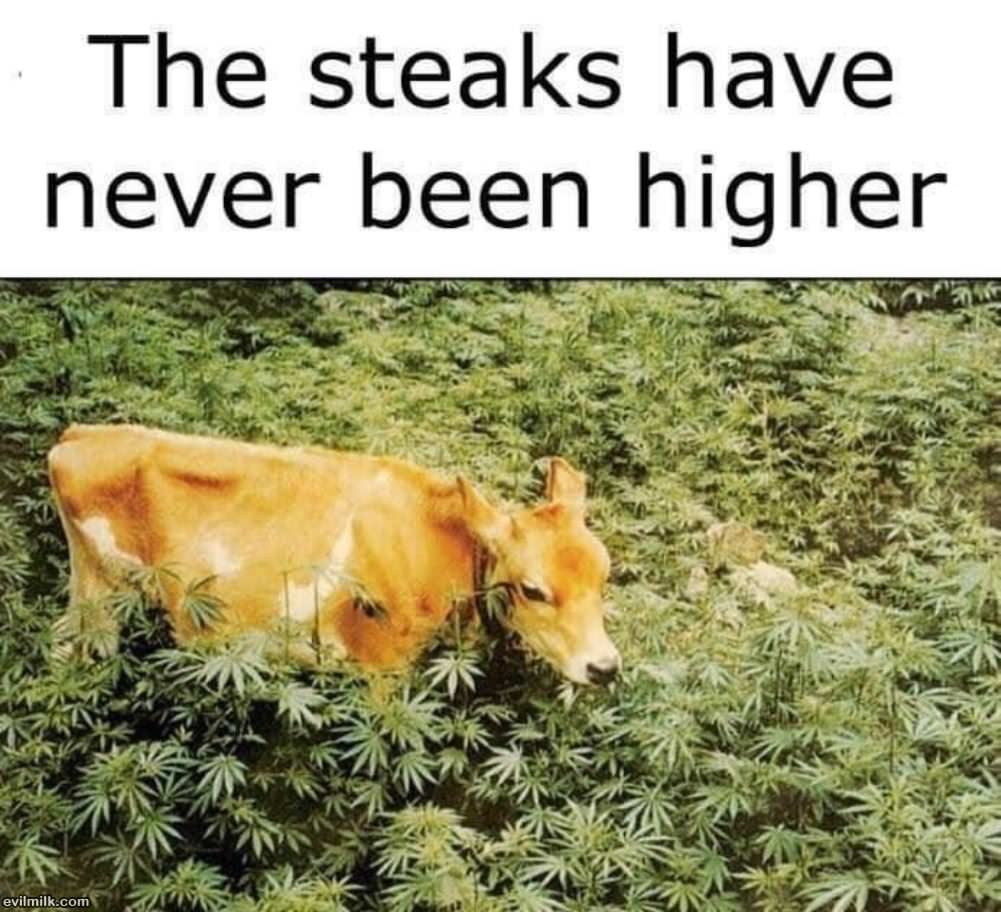 The Steaks