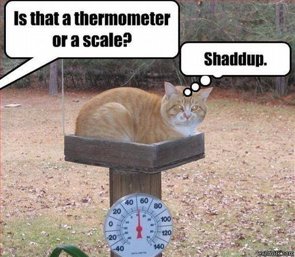 Thermometer Or Scale