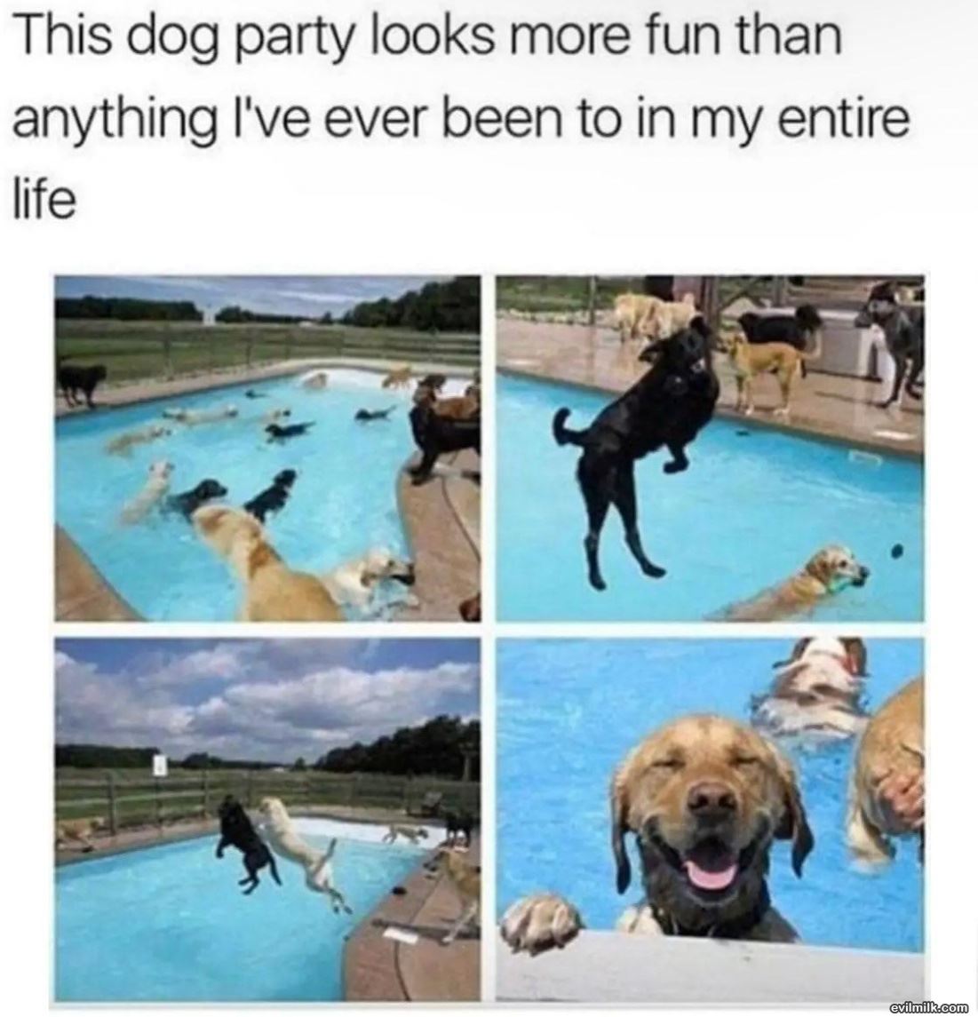 This Dog Party