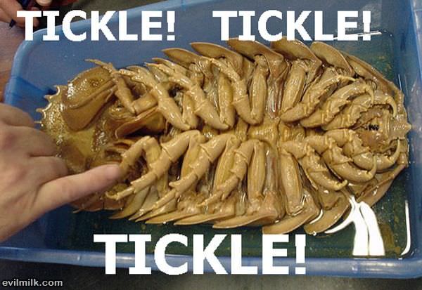 Tickle Tickle