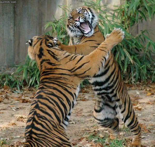 Tiger Fight