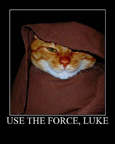 Use The Force Cat