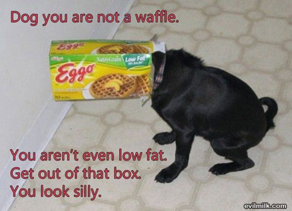 Waffle Dog