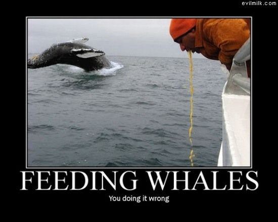 Whale Feeding