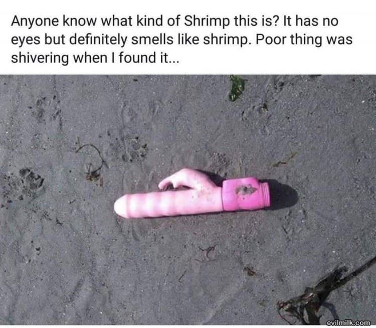 What Kind Of Shrimp