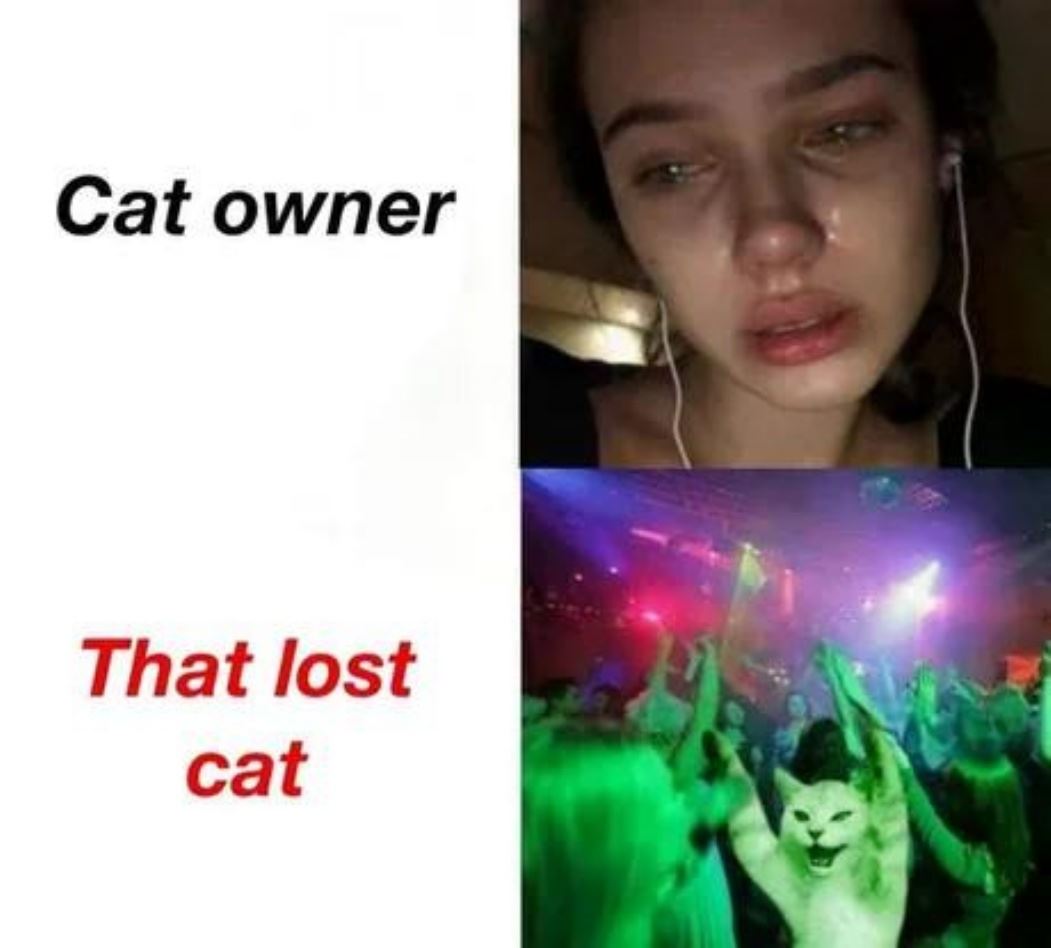 When The Cat Is Lost