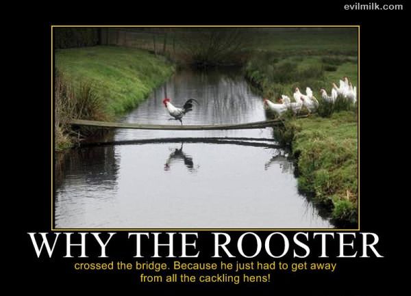 Why The Rooster