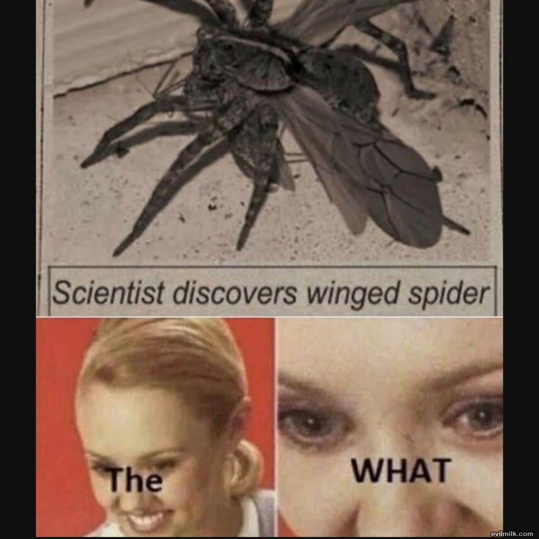 Winged Spider