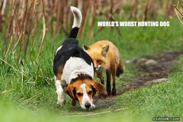 Worlds Worst Hunting Dog