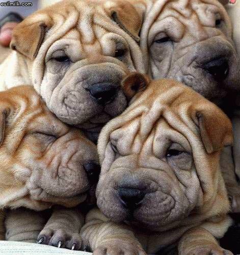 Wrinkles