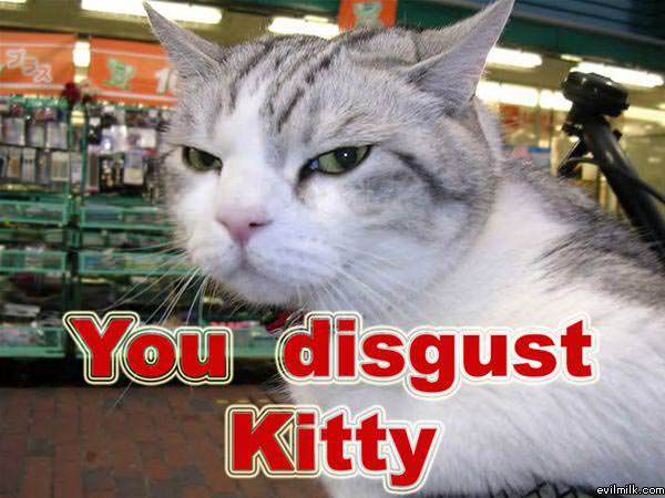 You Disgust Kitty