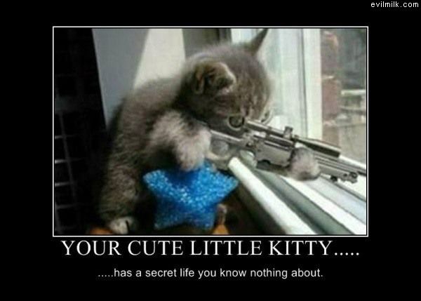 Your Cute Kittys Life