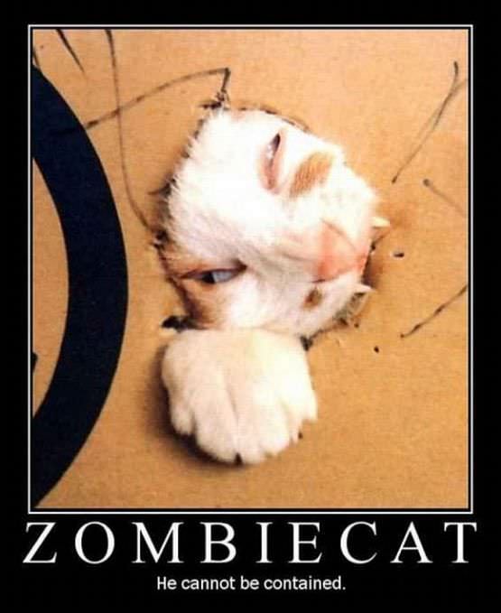 Zombie Cat