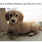 A Weiner Retriwver