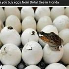 Buying Eggs