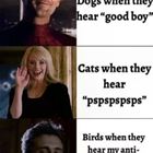 Cats And Dogs