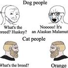 Dogs And Cats