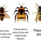 Here Is A List Of Bees