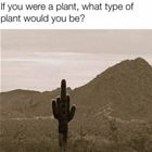 If You Were A Plant