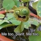 Me Too Plant