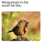 Mosquitos In The South