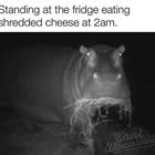 Standing At The Fridge