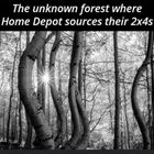 The Forest Of Home Depot