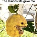 The Lemons