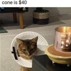 The Pet Cone