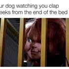 Your Dog Watching You